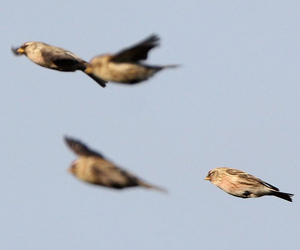 Цэгцүүхэй (Улаан цэгцүүхэй)